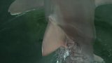 Bull Shark Rampage
