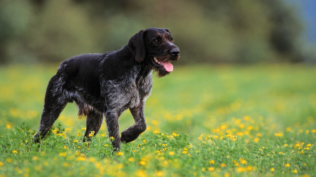Wonder of Dogs