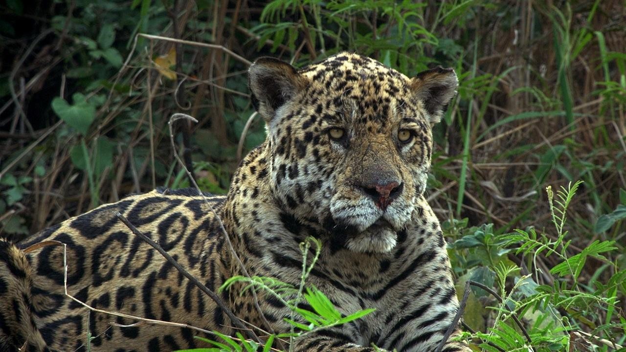 Jaguar vs. Croc