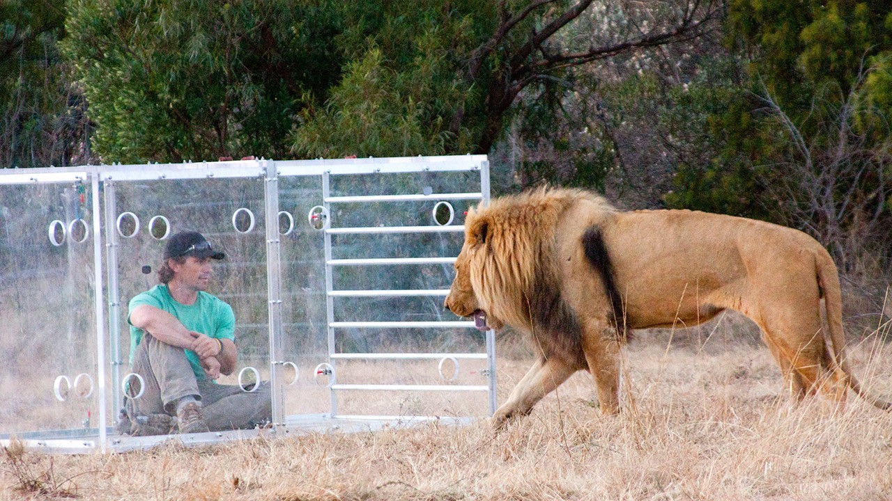 Man v. Lion