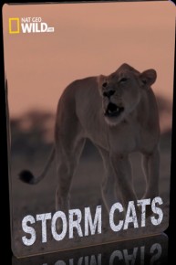 Storm Cats