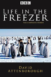 Life in the Freezer