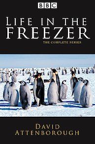 Life in the Freezer
