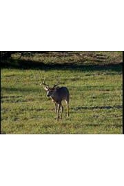 Monster Bucks IV