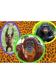 Animal Party Collection