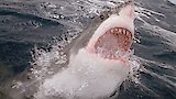Australia's Deadliest Shark Attacks
