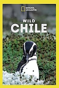 Wild Chile