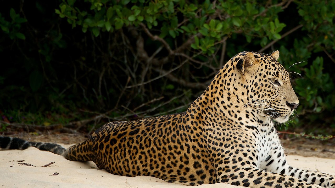 Wild Sri Lanka