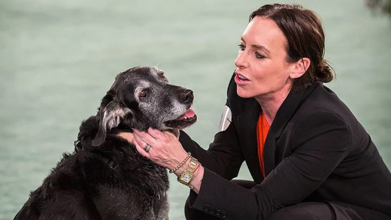 American Rescue Dog Show
