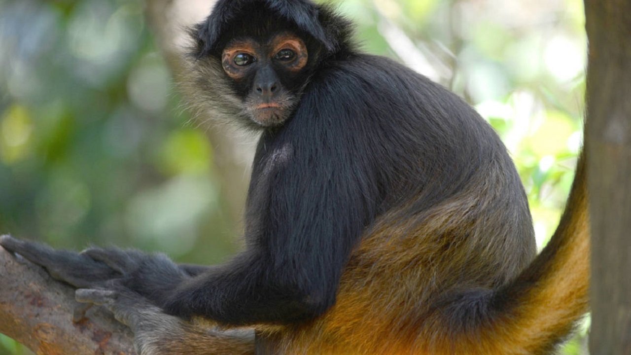 Amazing Monkeys