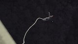 Leap of Faith