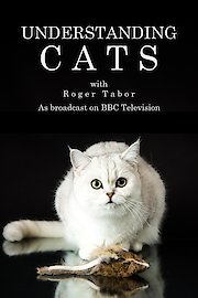 Understanding Cats