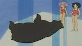 Bear Bear Audition