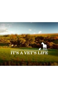 It's A Vet's Life