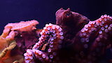 Octopus Throwdown!