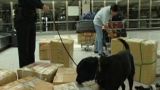 US Customs and Border Patrol Canine Program