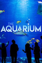 The Aquarium