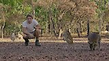 The Kangaroo Mob