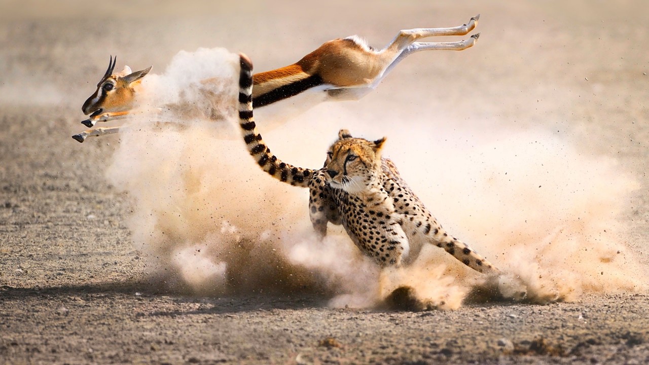 Best of the Hunt