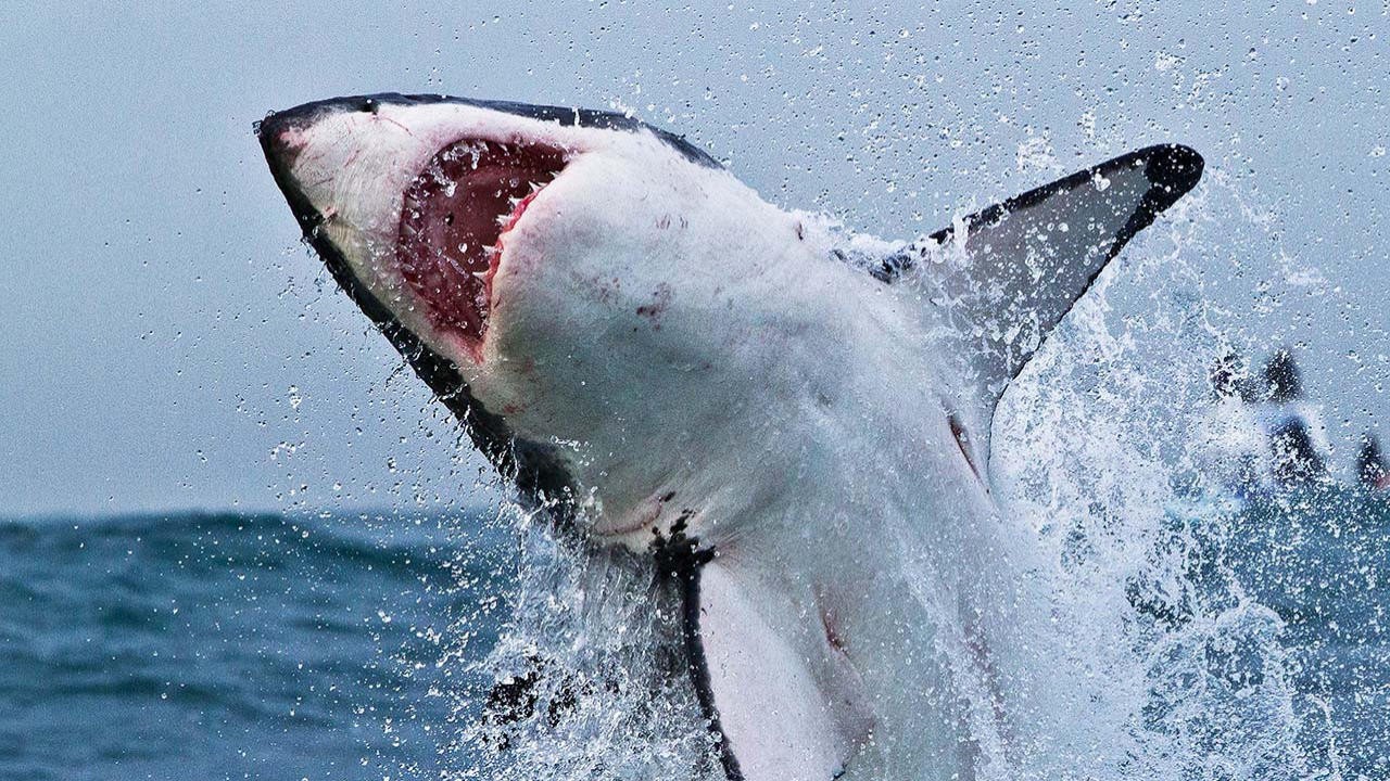 Great Shark Chow Down