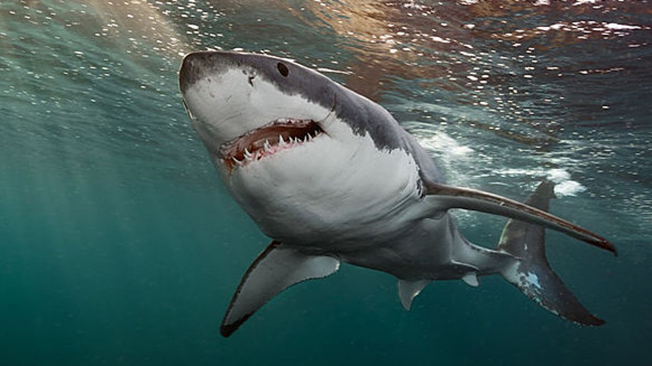 Shark Movers: Deadly Cargo