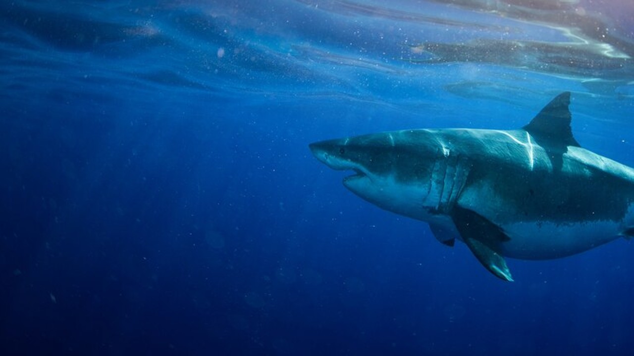 World's Biggest Great White?