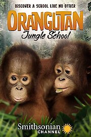 Orangutan Jungle School