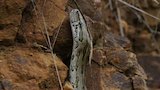 Big Snake Squeeze