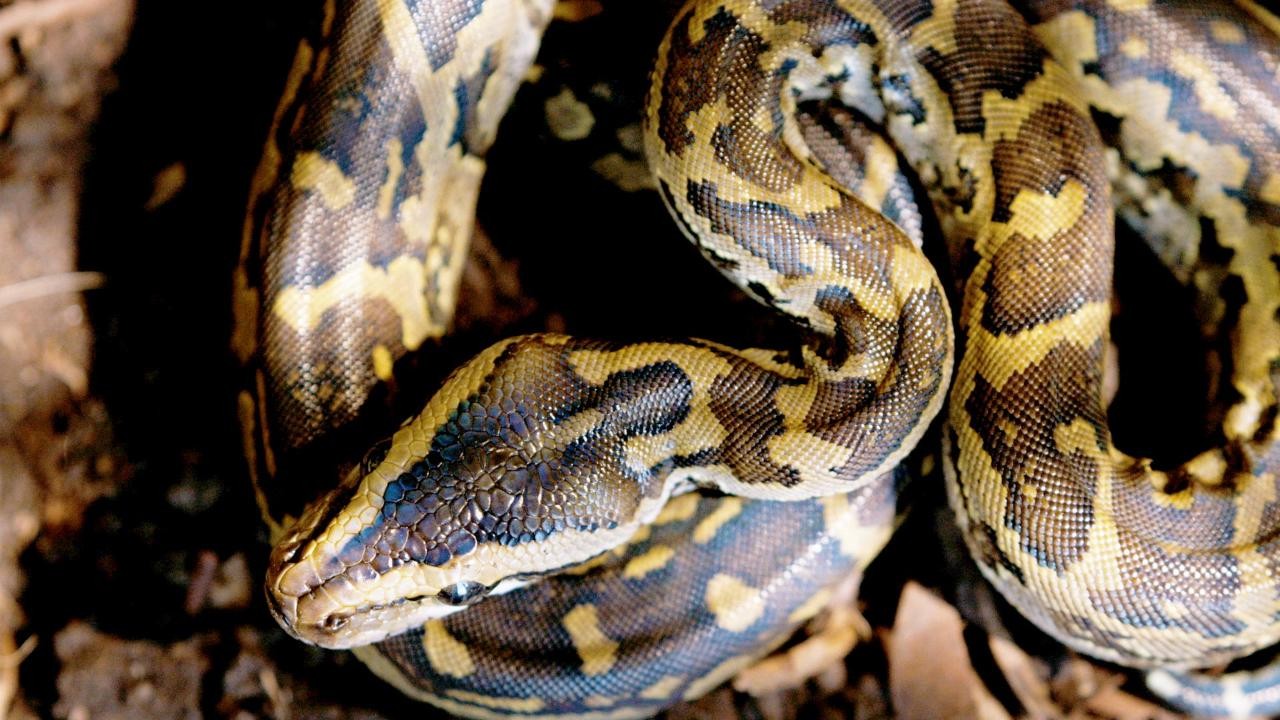 Queen of the Pythons