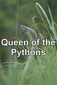 Queen of the Pythons