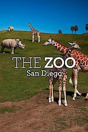 The Zoo: San Diego