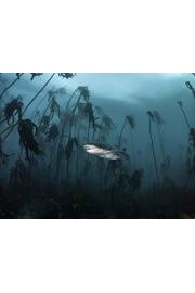 Alien Sharks Greatest Hits