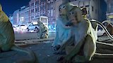 Sleepless Cities