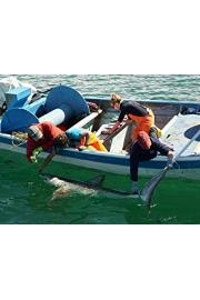 Great White Shark Babies
