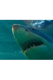 Return of the Megashark
