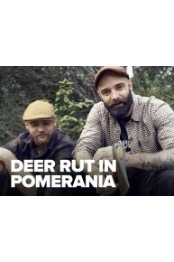 Deer Rut in Pomerania