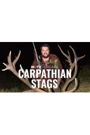 Carpathian Stags