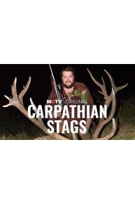 Carpathian Stags