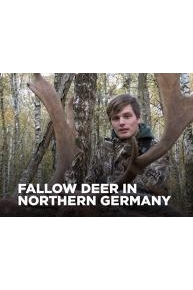 Fallow Deer in Northern Germany