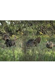 Turkey Hunter