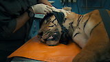 A Tiger's Tale