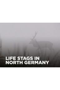 Life Stags in North Germany