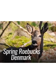 Spring Roebucks Denmark
