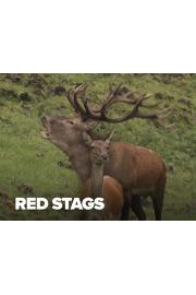 Red Stags