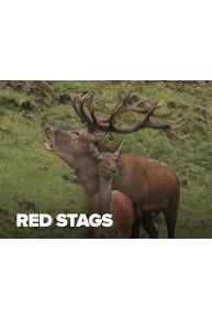 Red Stags