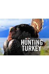 Hunting Turkey