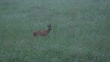 Roebuck Calling Buck Görlsdorff 1