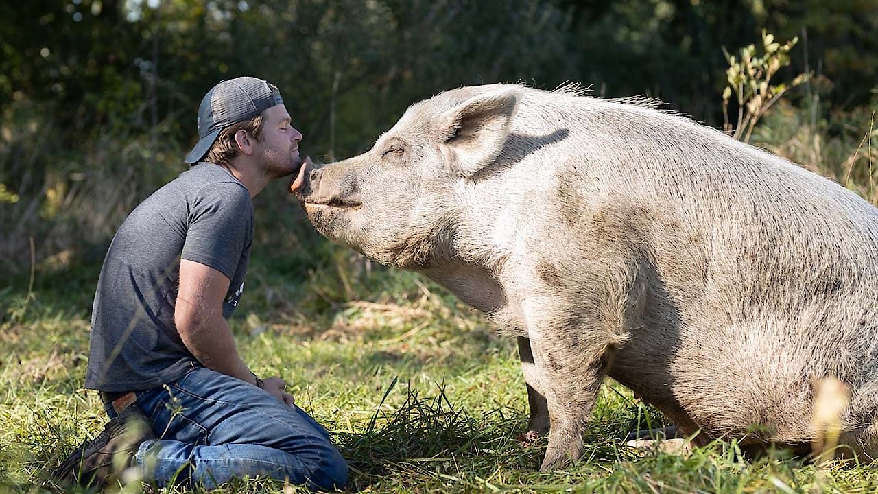 Saved by the Barn