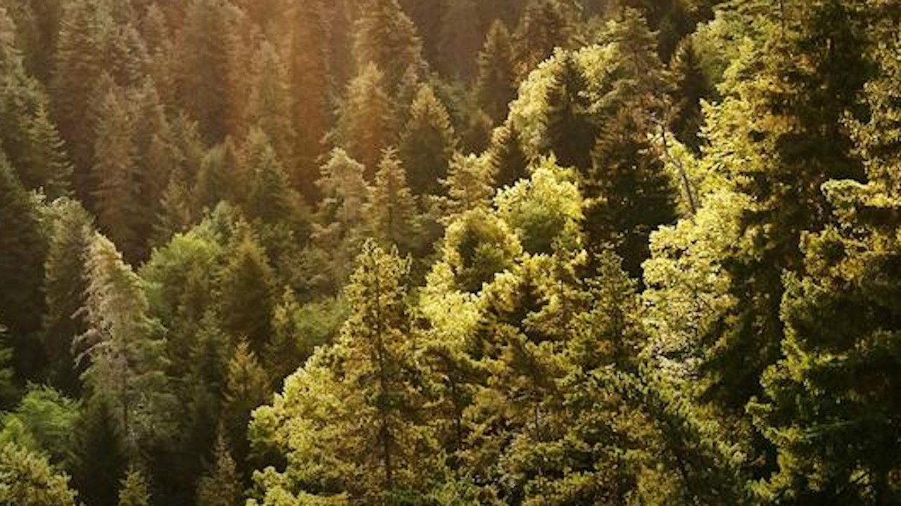 ABC News Archives: Earth Day