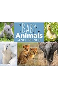 Baby Animals and Friends